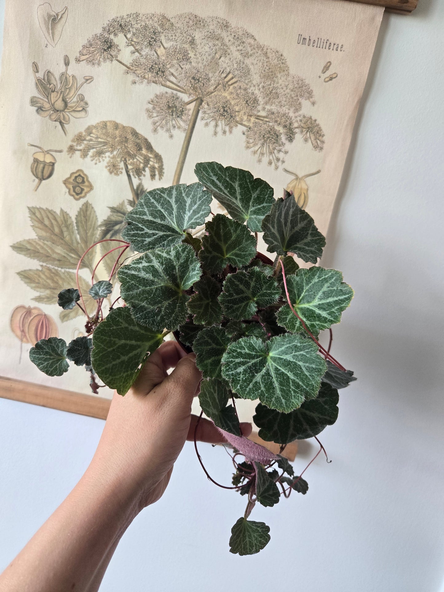 Begonia -Strawberry Begonia /Saxifraga stolonifera