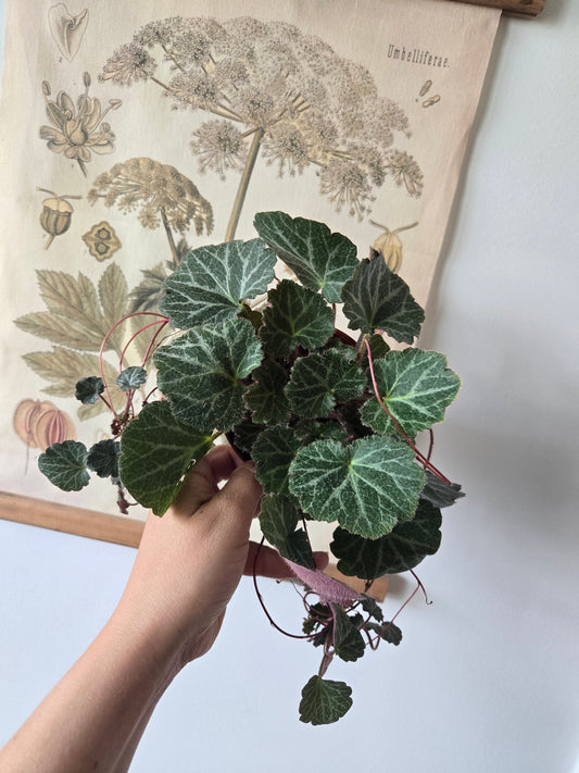 Begonia -Strawberry Begonia /Saxifraga stolonifera