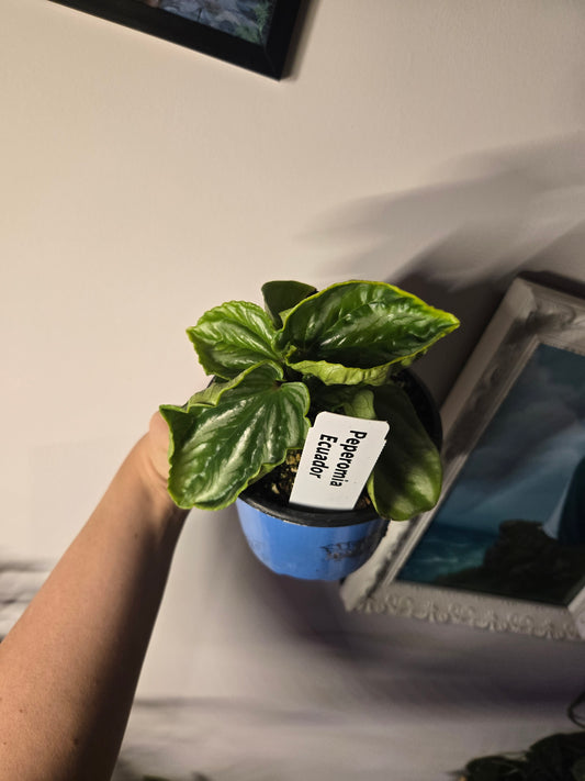 Peperomia Ecuador