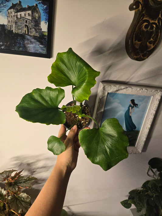 Philodendron Hope