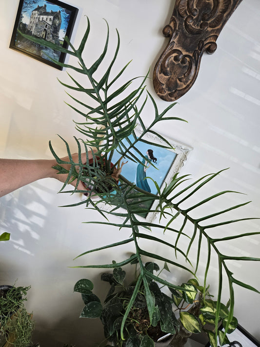 Philodendron Tortem