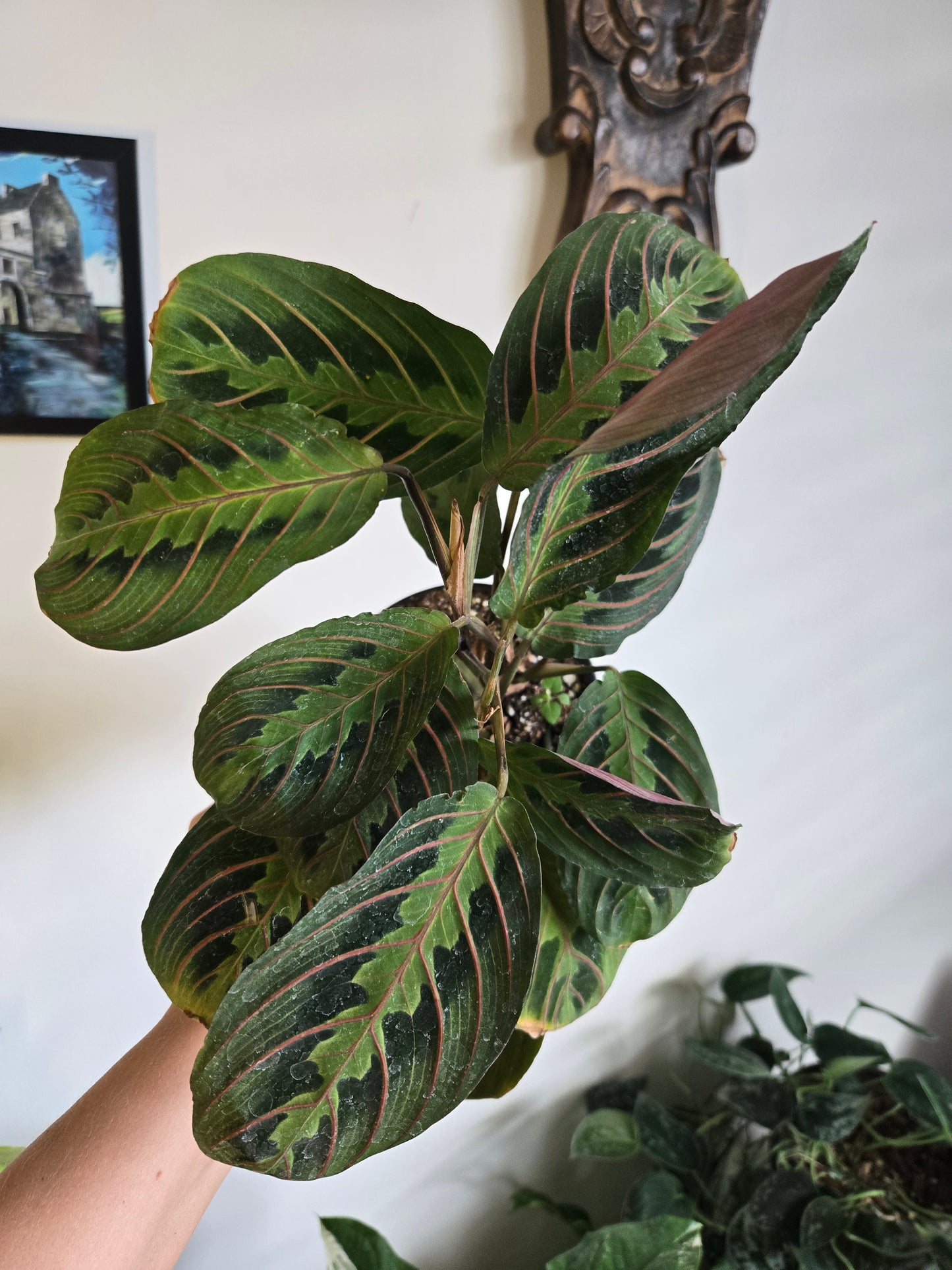 Prayer Plant