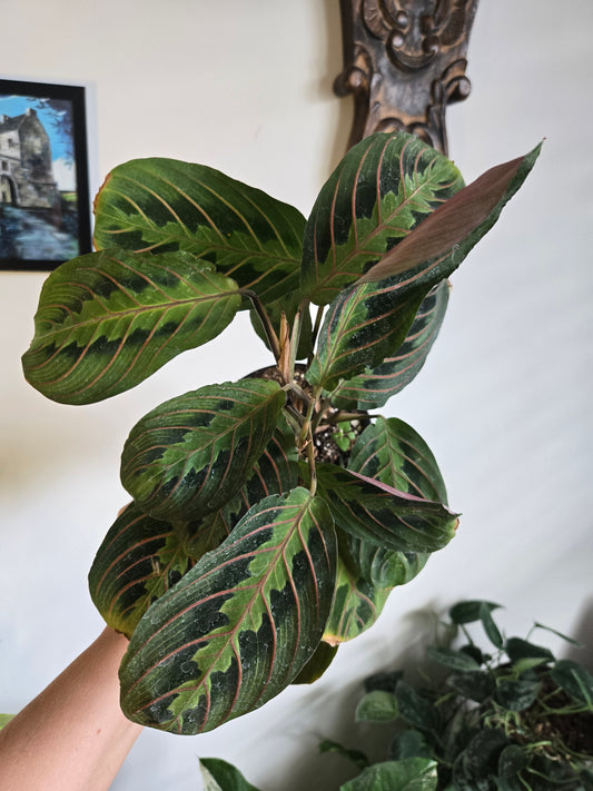 Prayer Plant