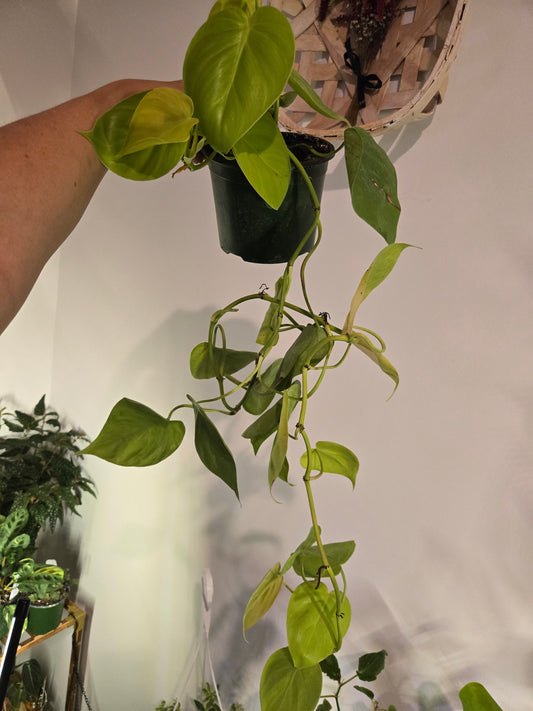 Philodendron Cordatum Lemon Lime