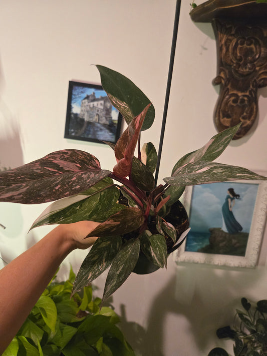 Pink Princess Marble Galaxy Philodendron