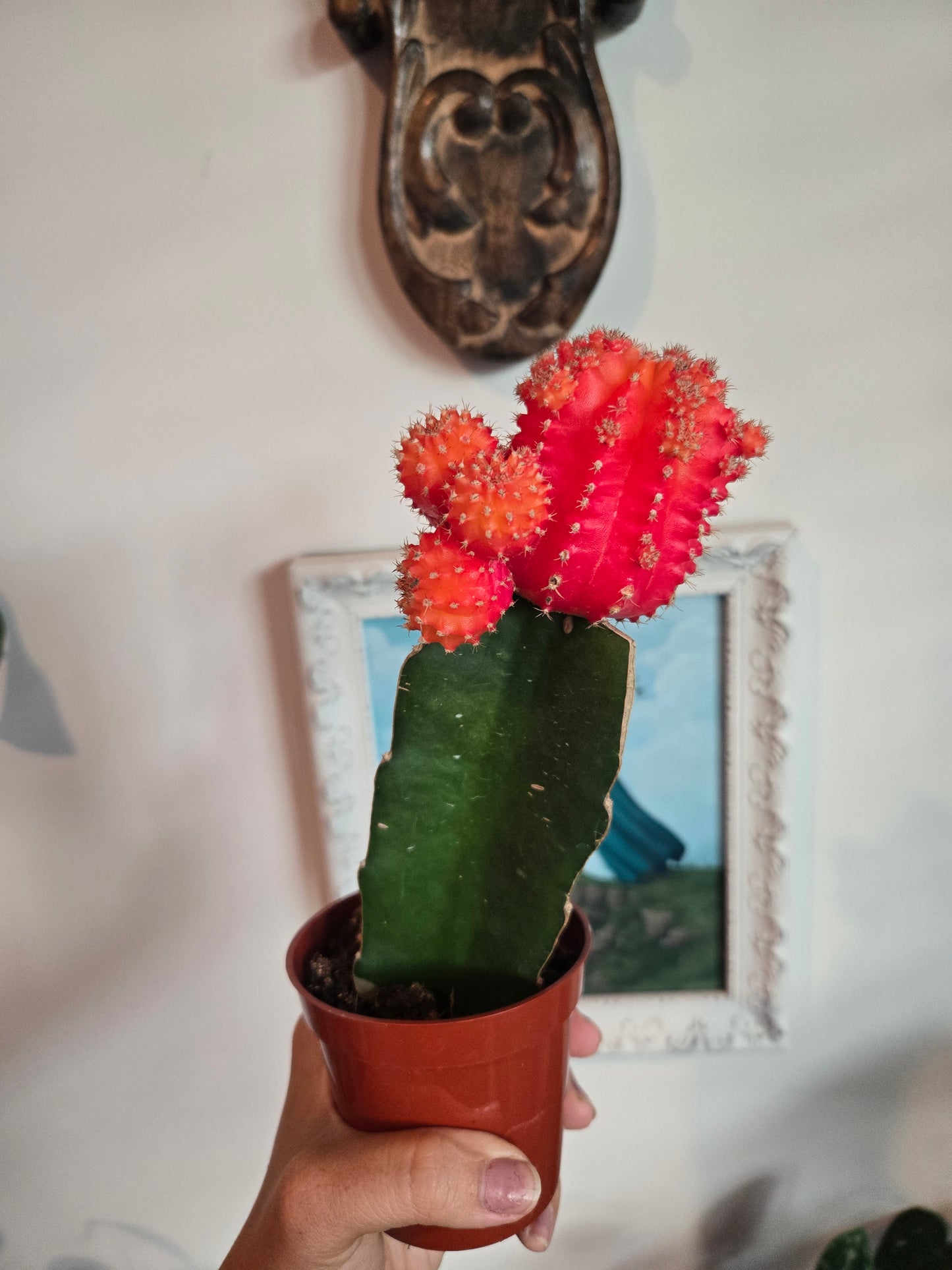 Grafted Cactus Colored