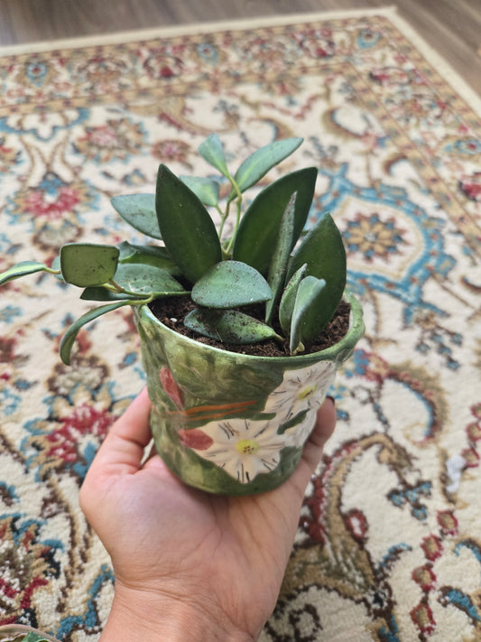 Hoya Burtoniae in Antique Pot