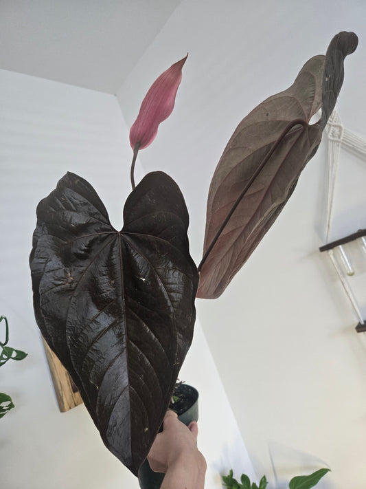 Anthurium Queen of Hearts