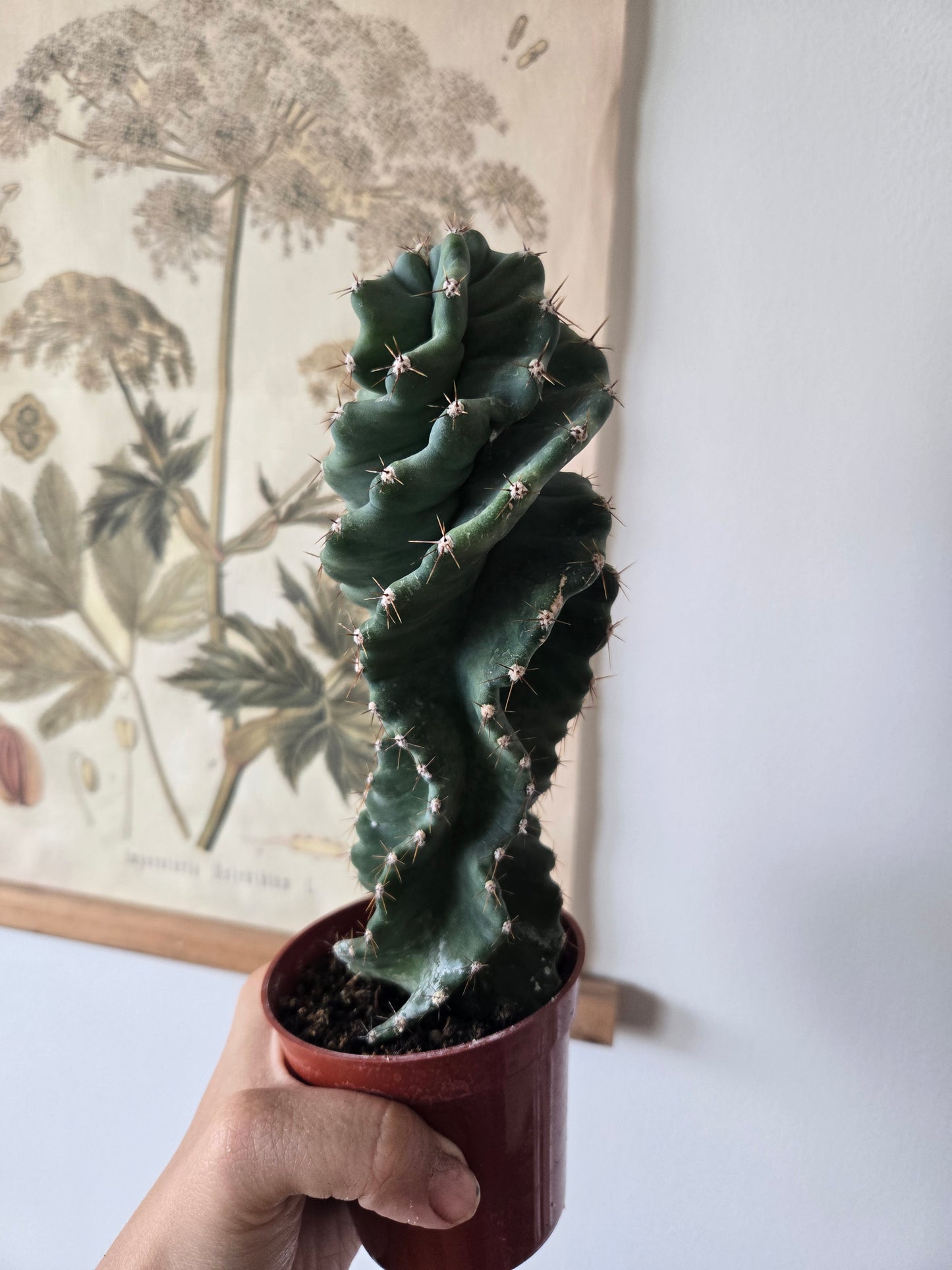 Cactus Cereus Spiralis