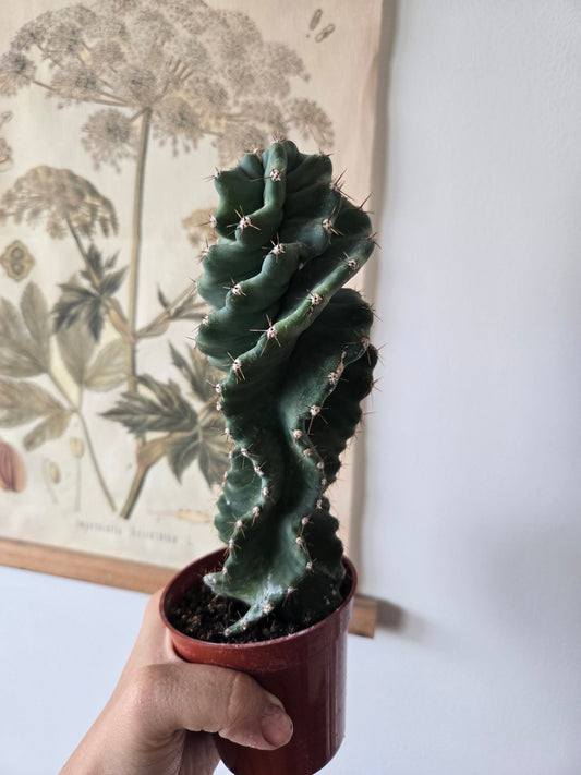 Cactus Cereus Spiralis