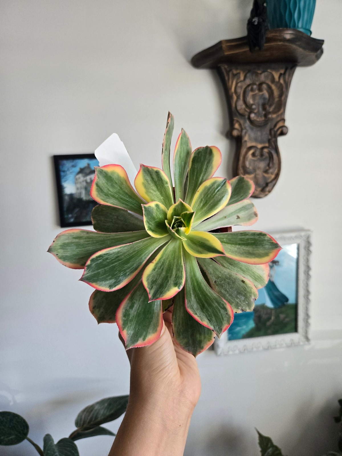 Aeonium Sunburst