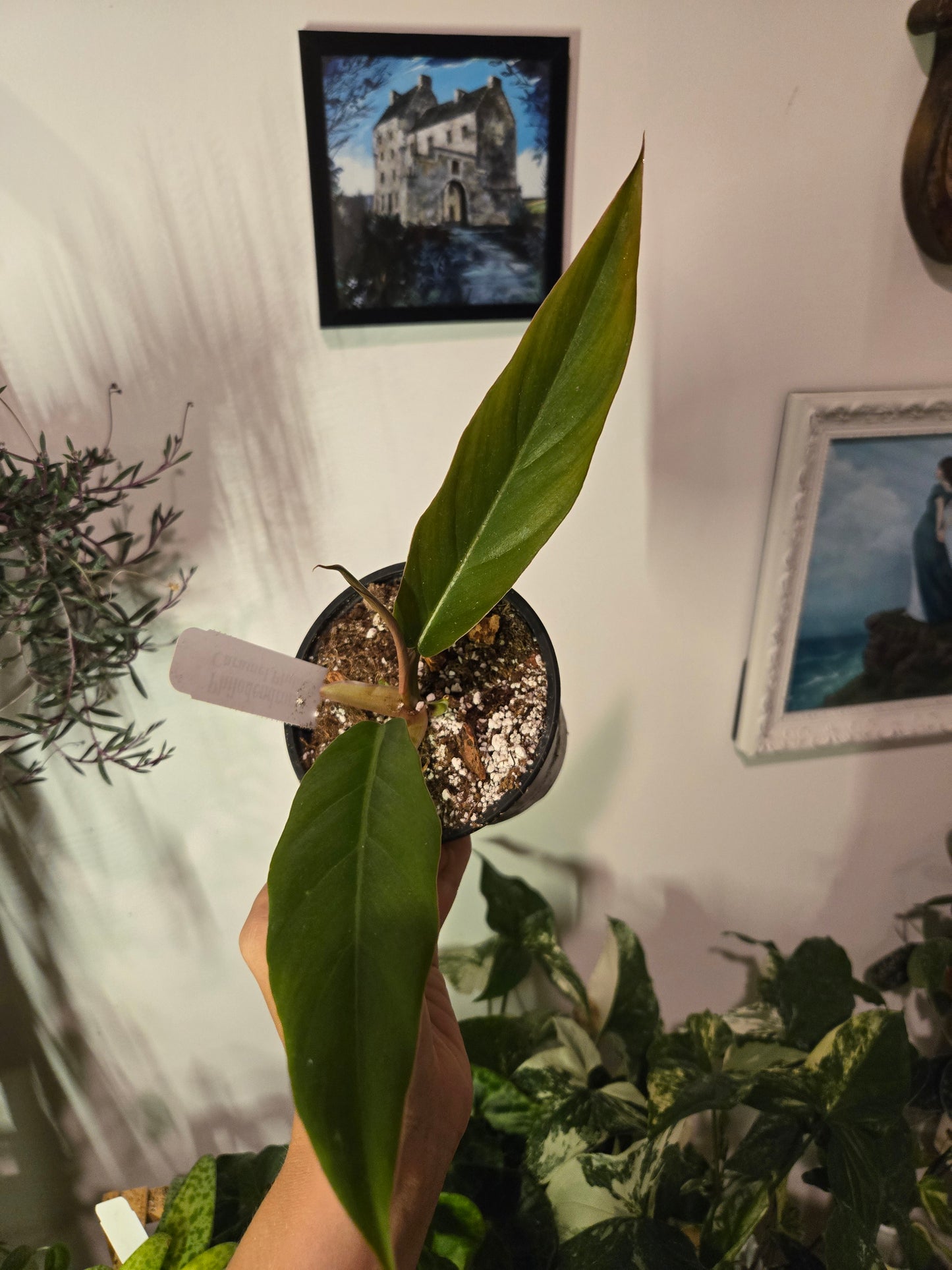 Caramel Pluto Philodendron