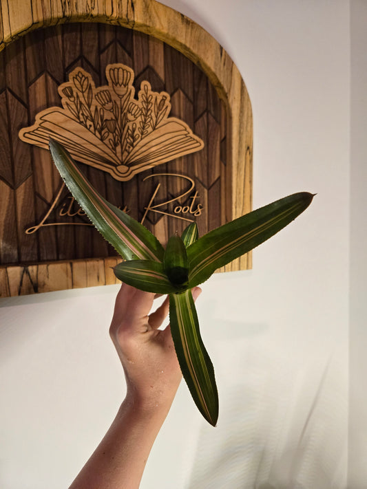 Bromeliad Neoregelia 3 in