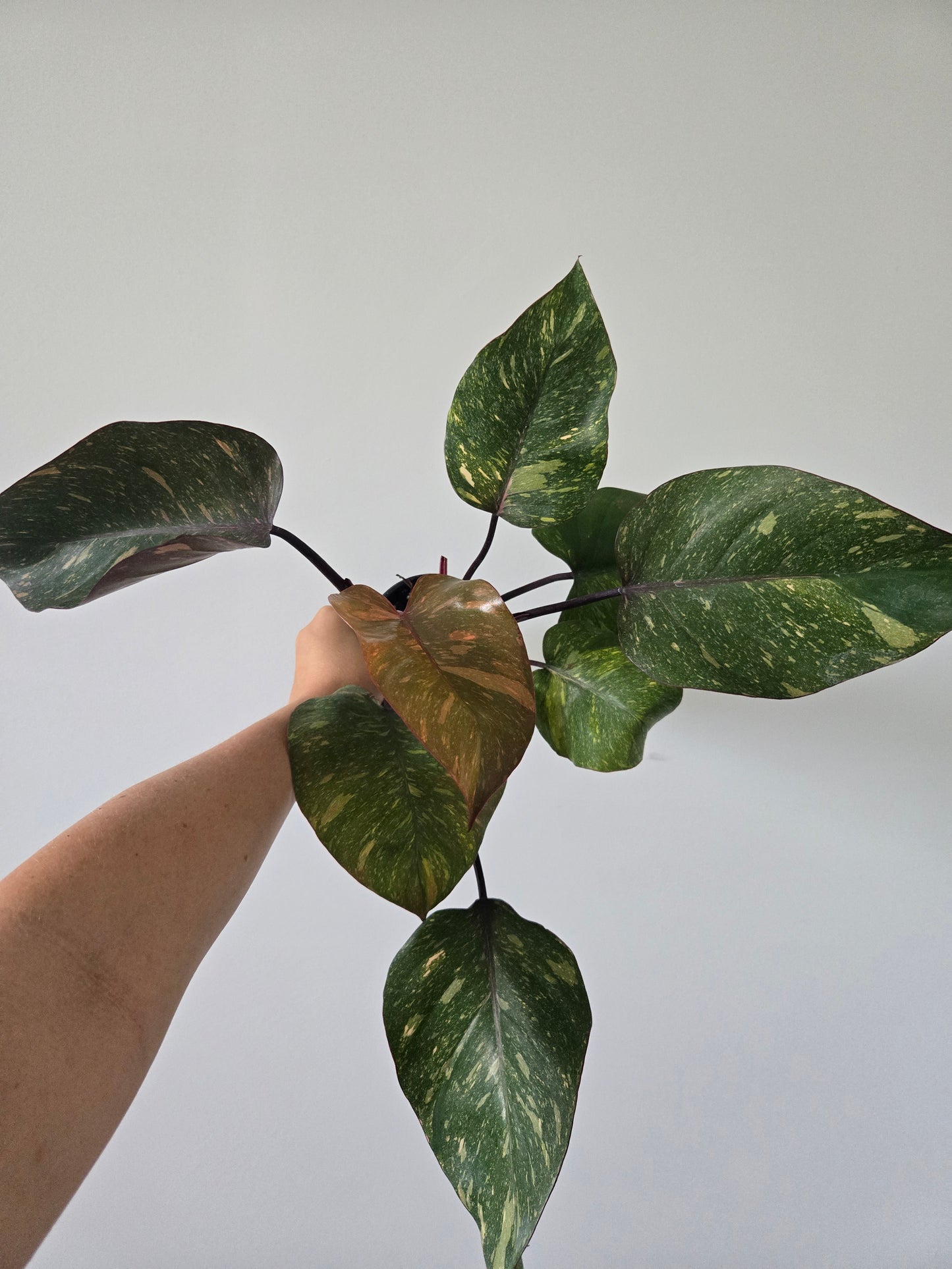 Philodendron Orange Princess Galaxy