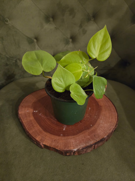 Lemon Lime Philodendron 4in