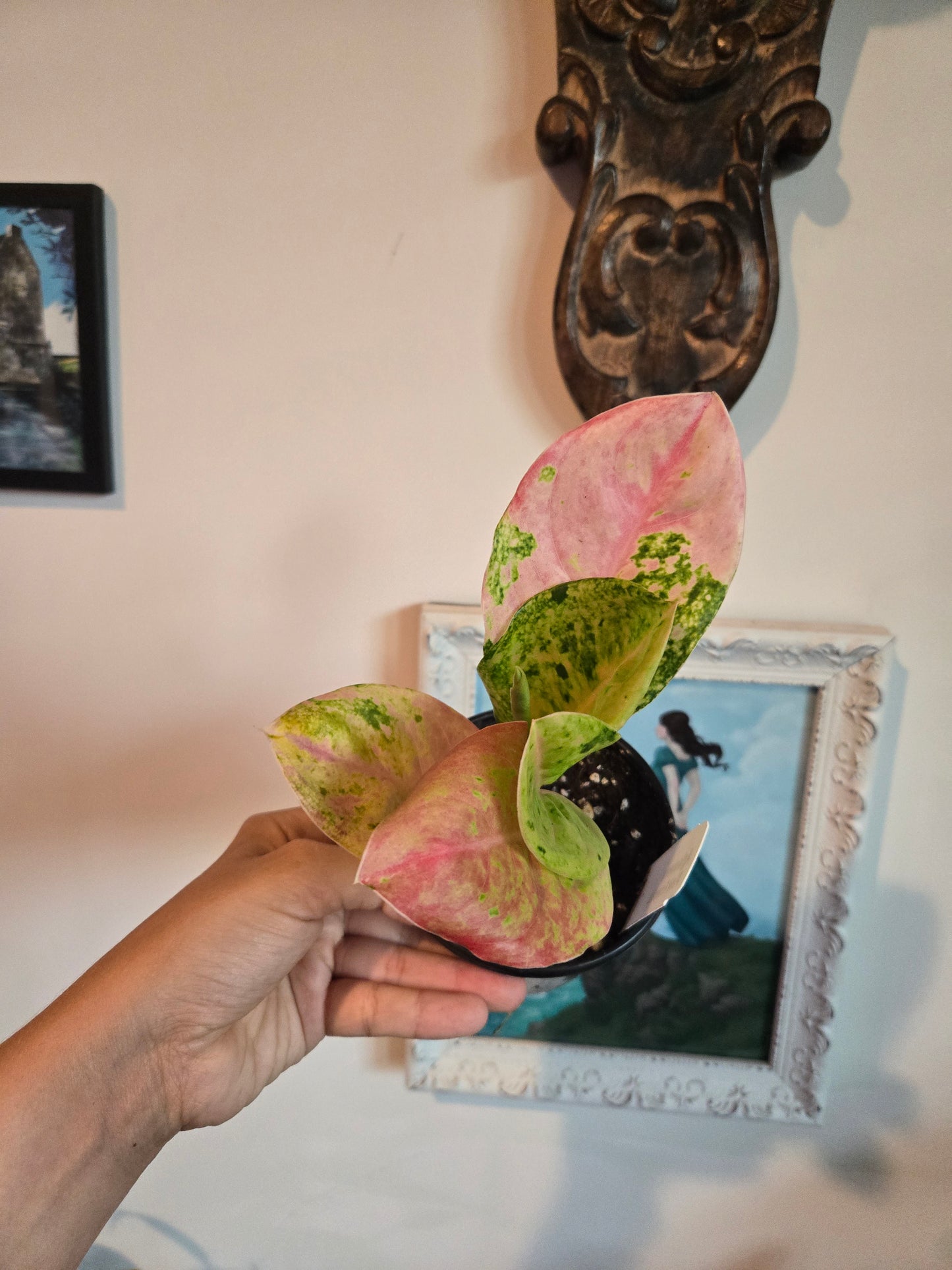 Aglaonema Pink Emerald