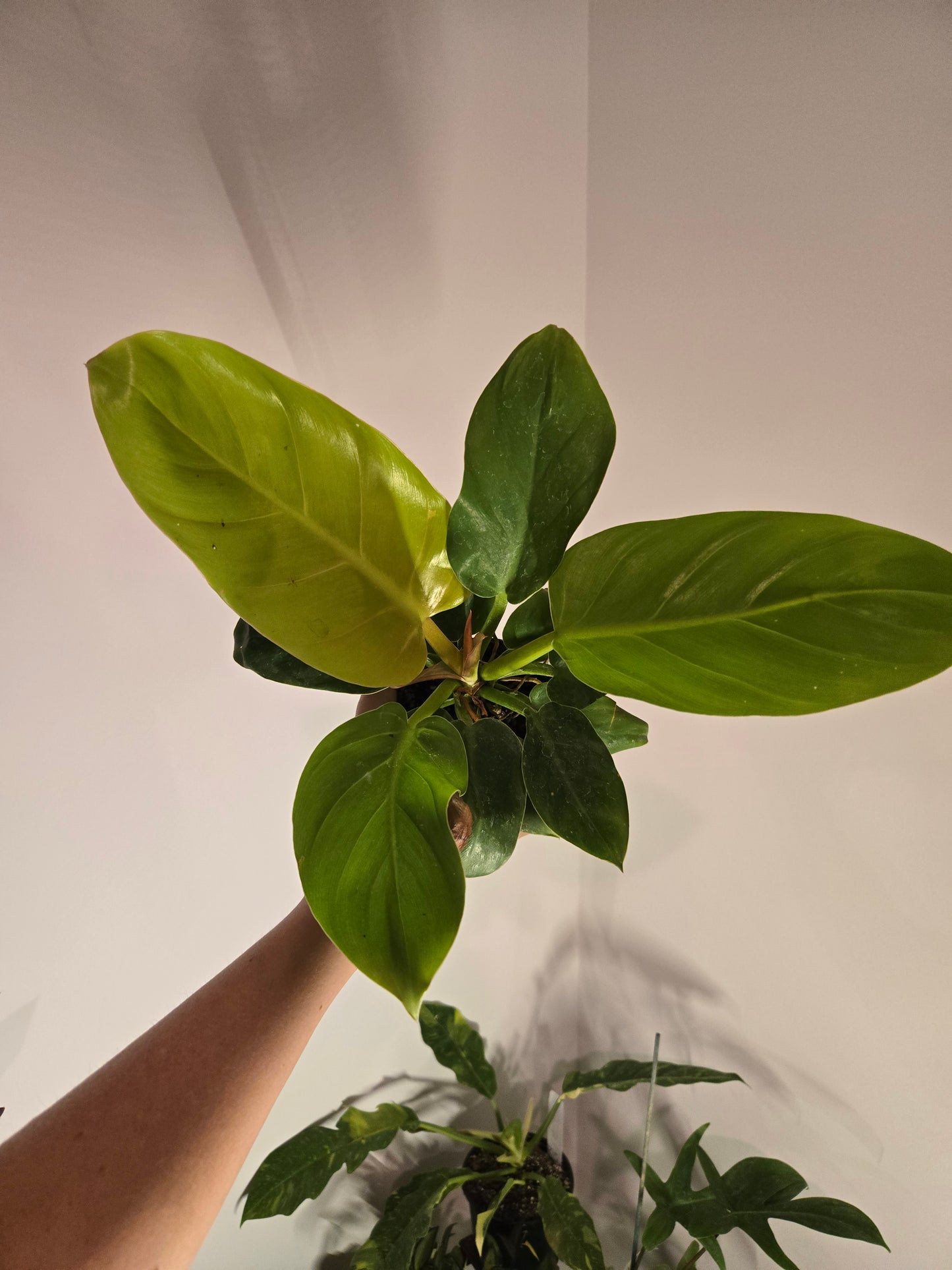 Philodendron Melinonii Ghost