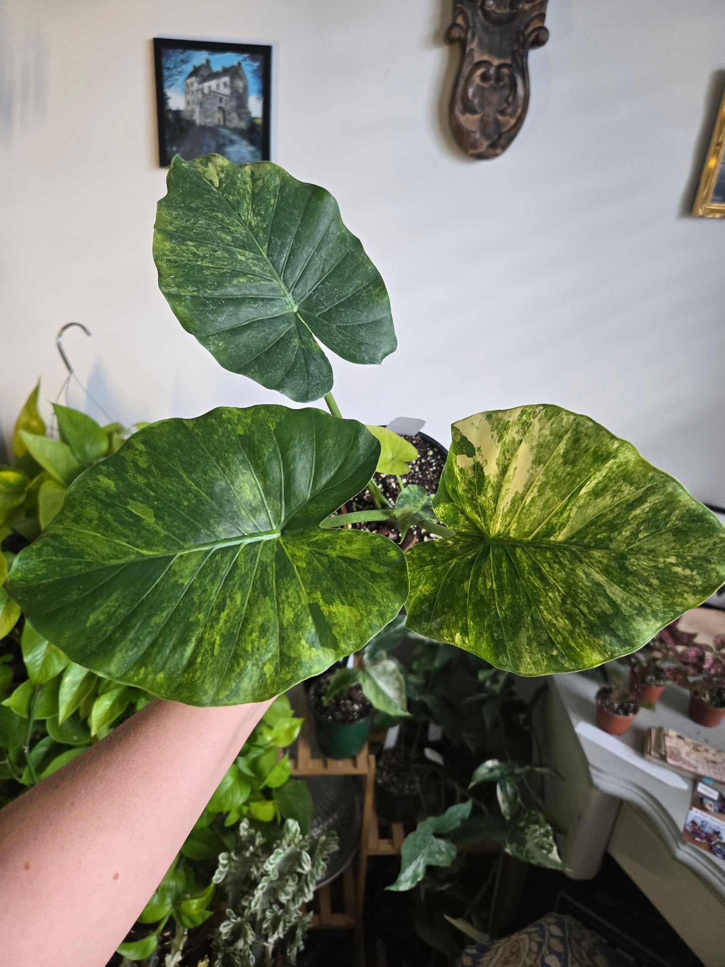 Alocasia Gageana Aura