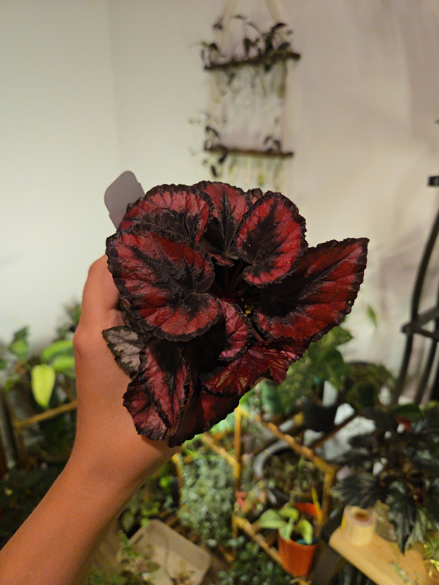 Rex Begonia