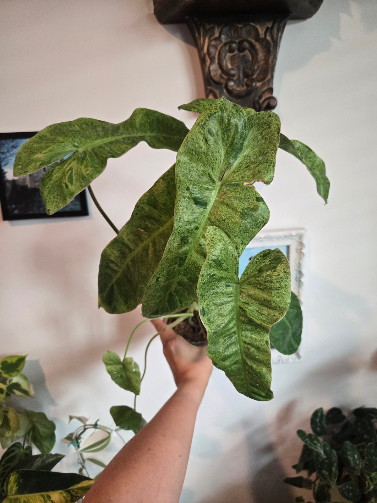 Philodendron Paraiso Verde