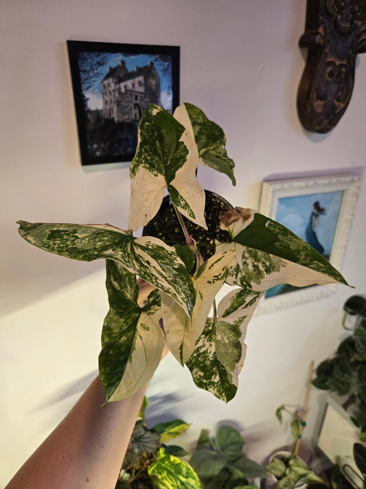 French White Syngonium