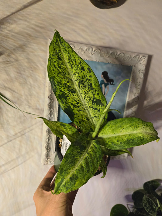 Dieffenbachia Maui Wowie