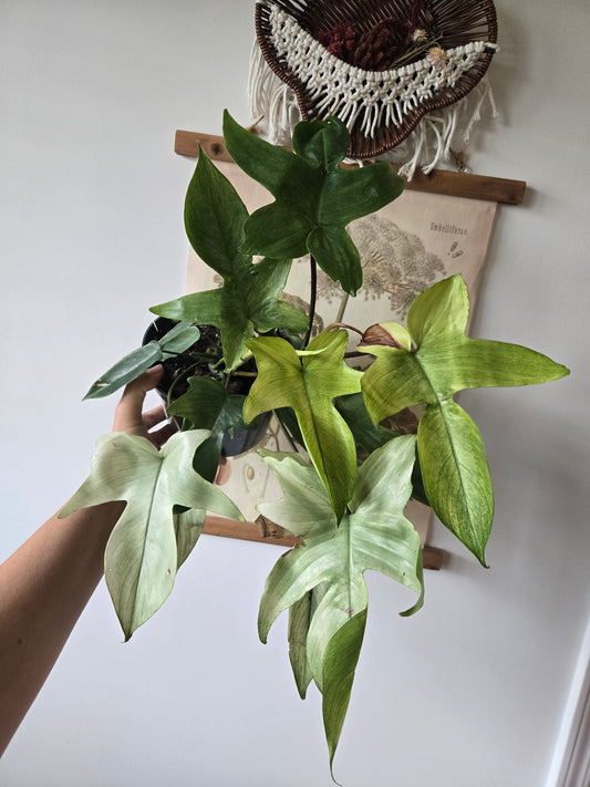 Philodendron Florida Ghost
