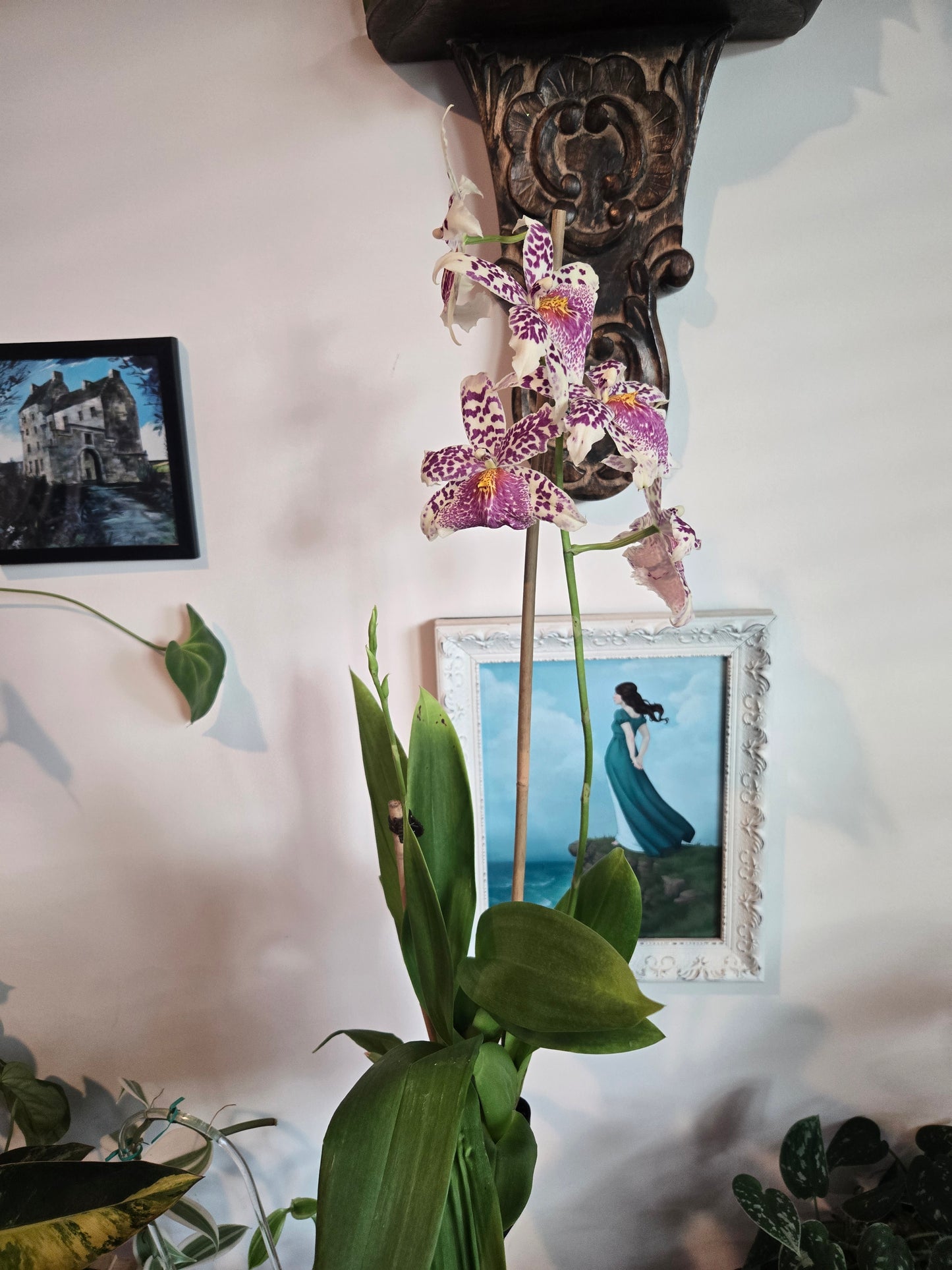 Orchid Beallara Big Shot 'Pink Panther'