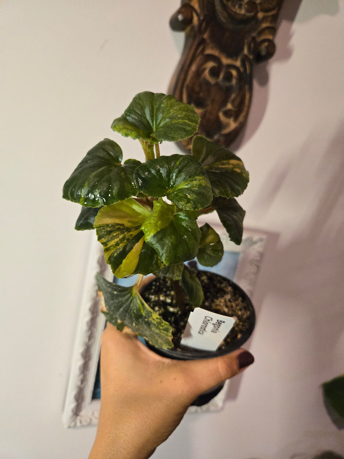 Begonia Chlorosticta Variegated