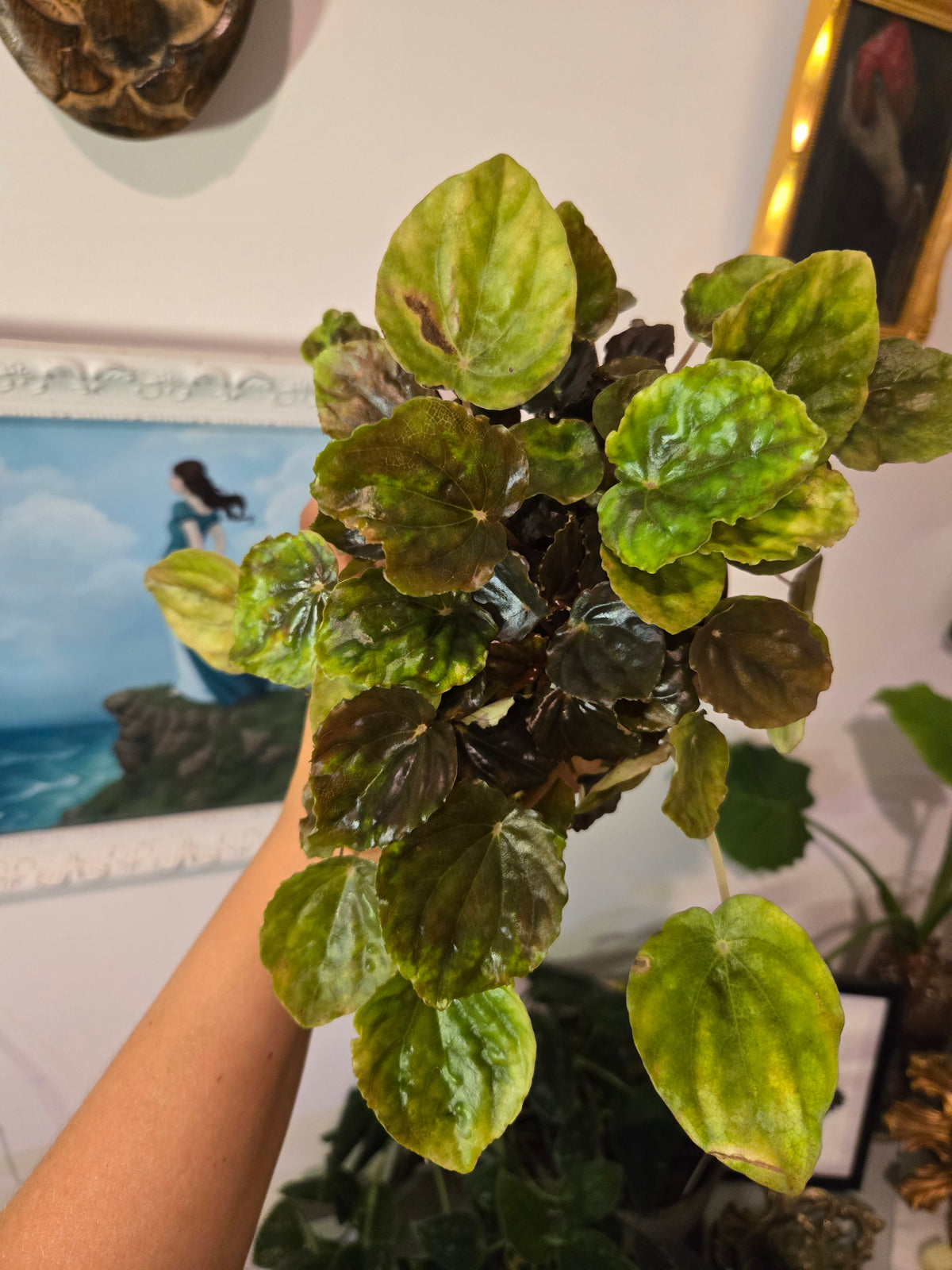 Peperomia Carnival