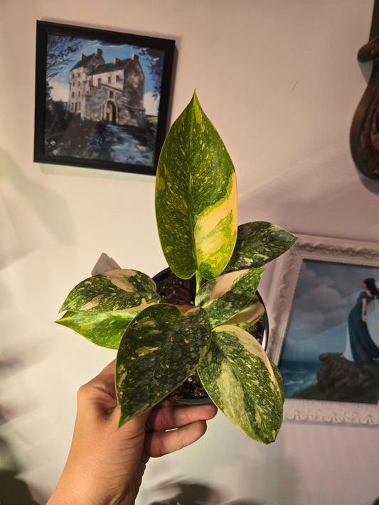 Philodendron Congo Nectar