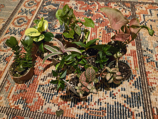 Mystery 2in Indoor Plant