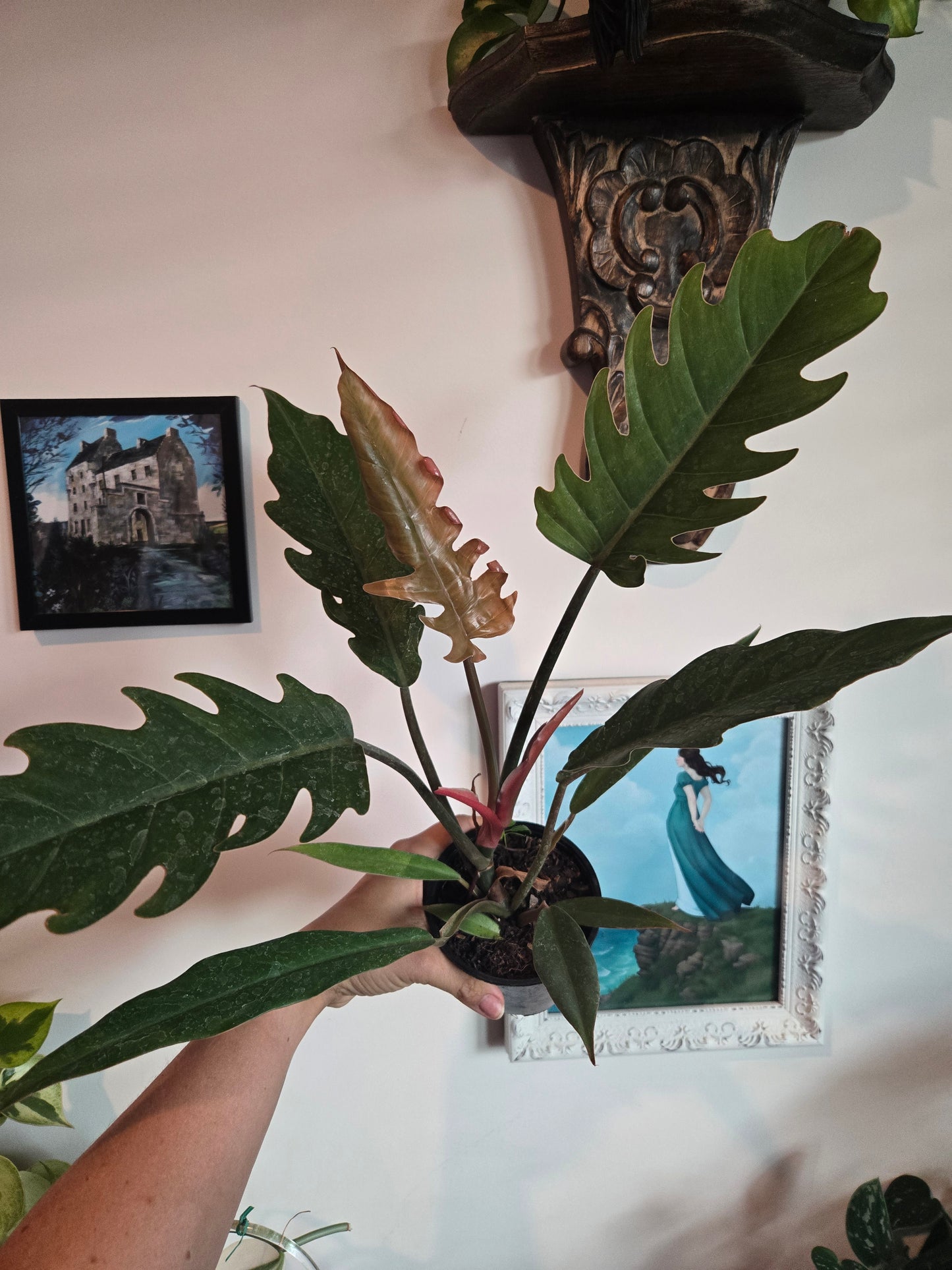 Philodendron Choco Express