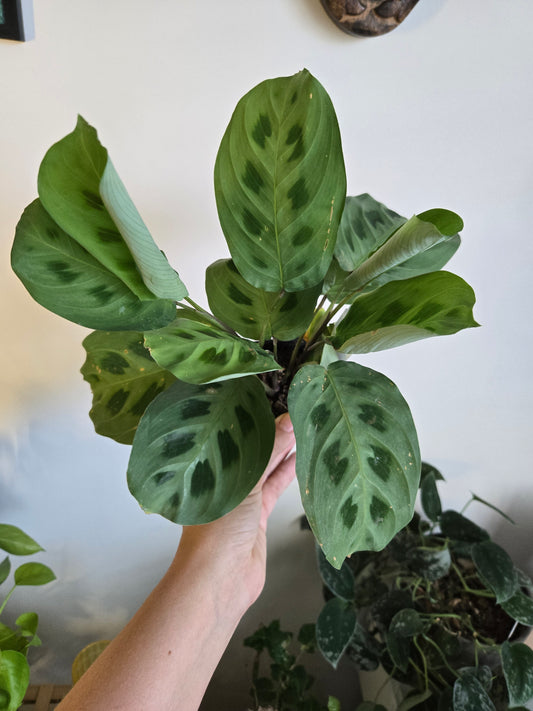 Green Maranta