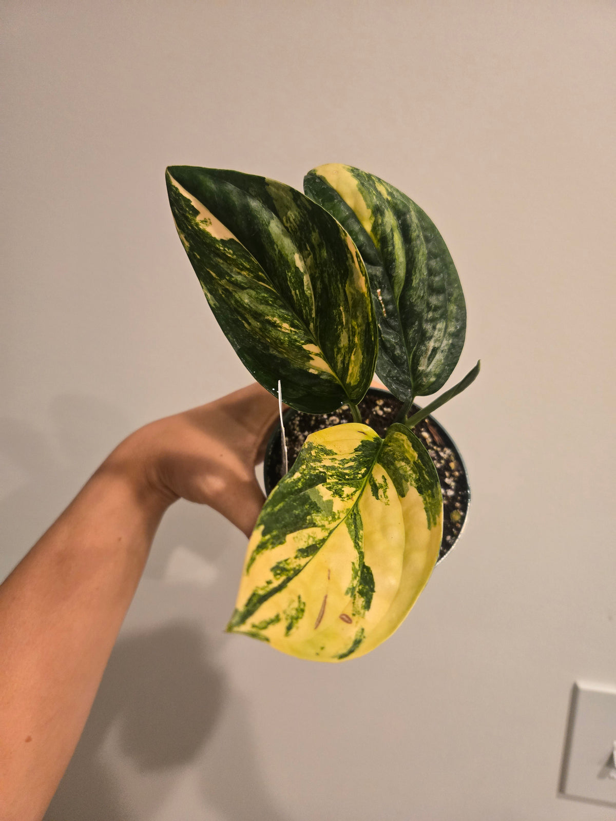 Monstera Peru Variegated