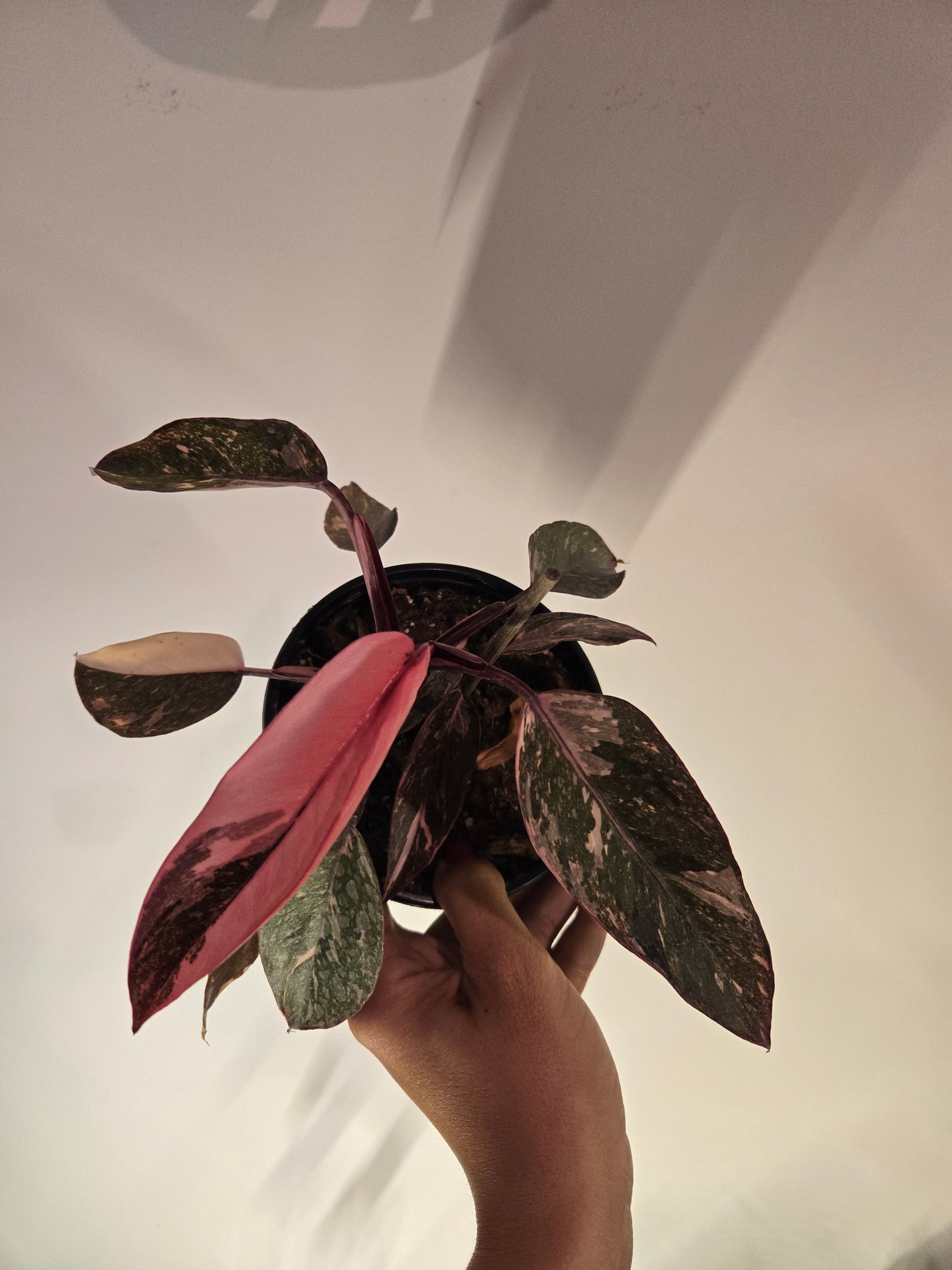 Pink Princess Marble Galaxy Philodendron