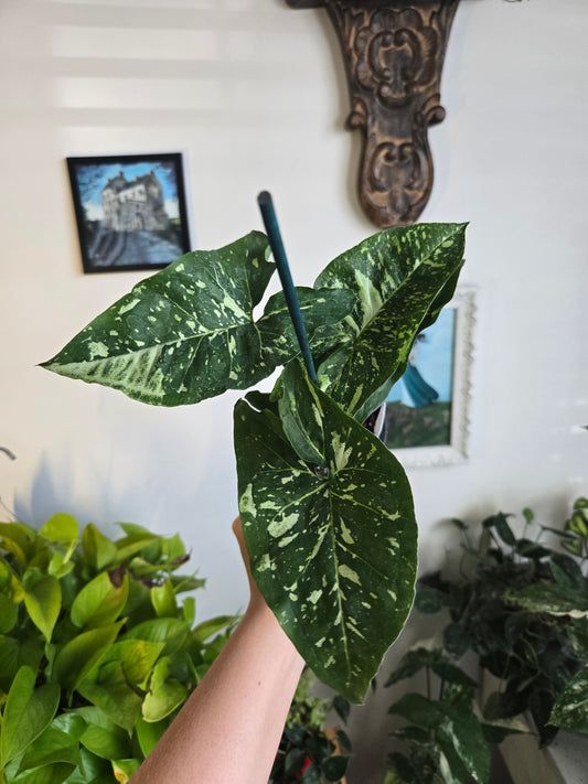 Syngonium Panda
