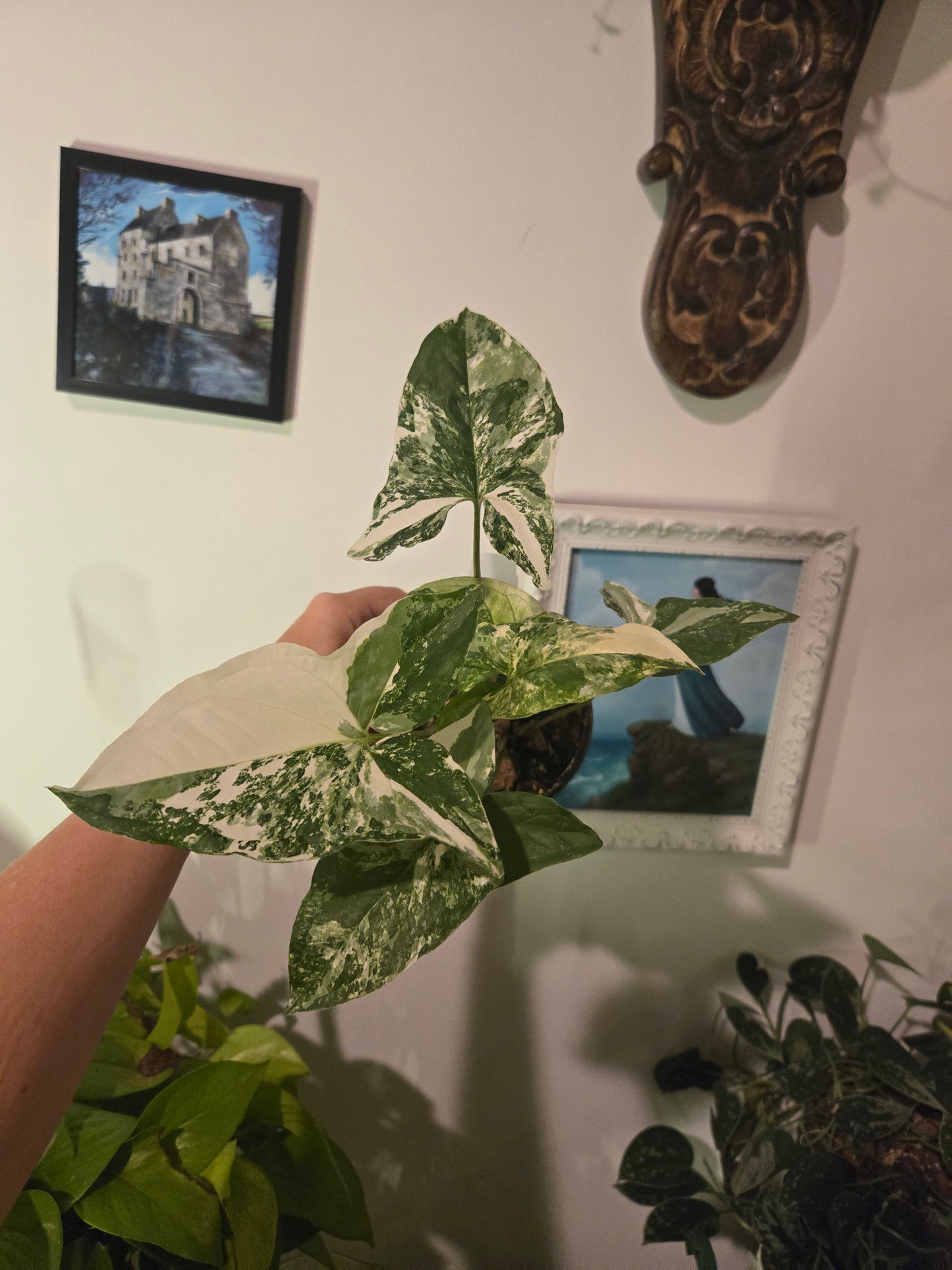 Syngonium French White