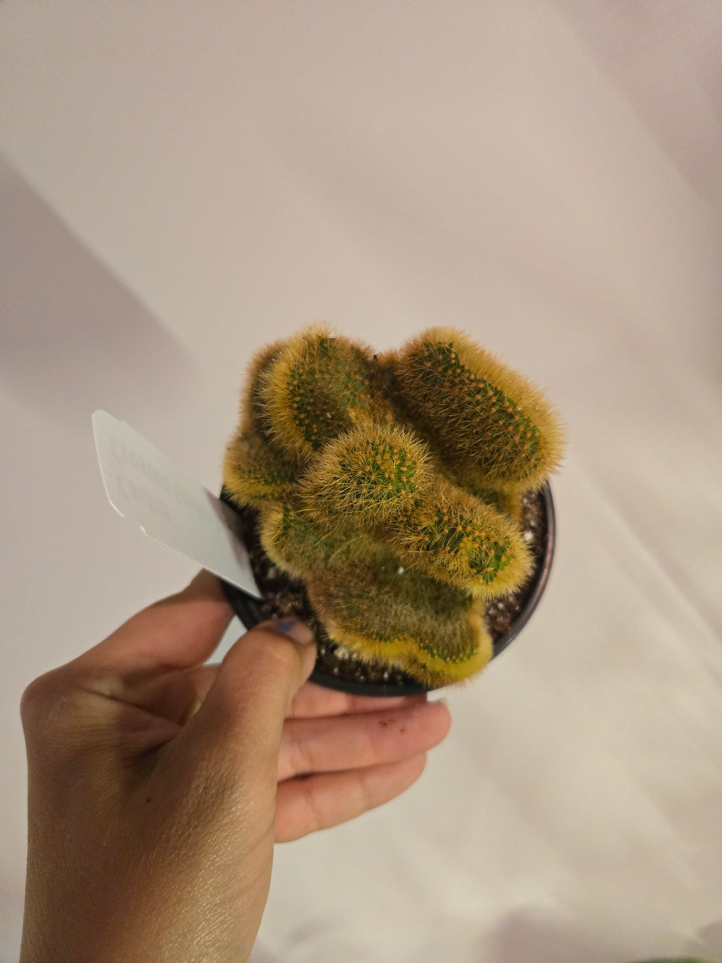 Cactus Golden Rat Tail Crested