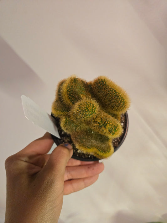 Cactus Golden Rat Tail Crested