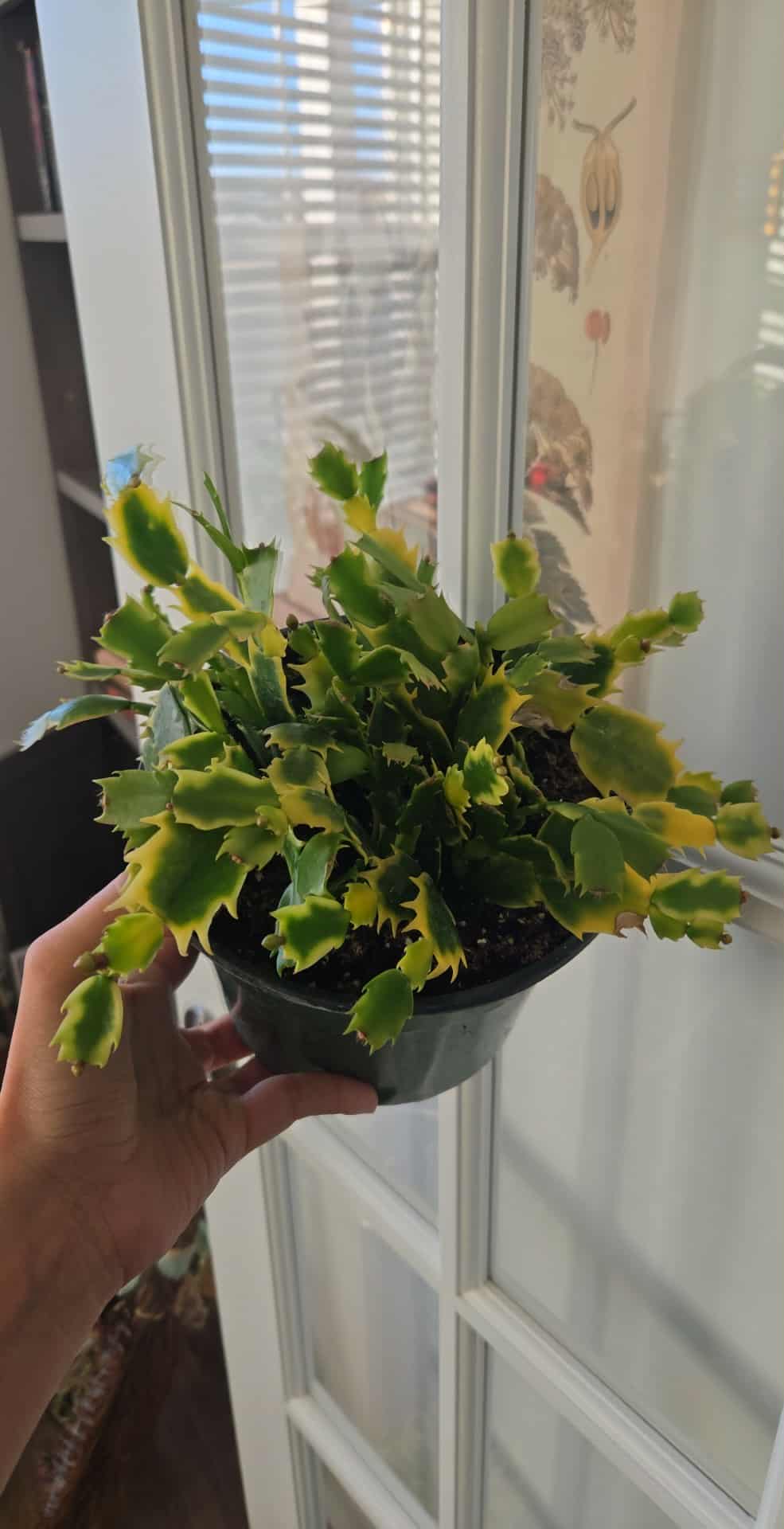 Variegated Christmas Cactus