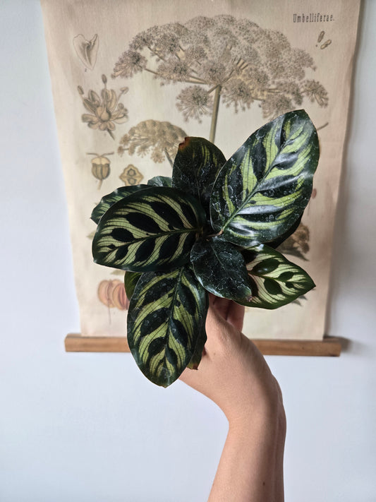 Calathea Makoyana