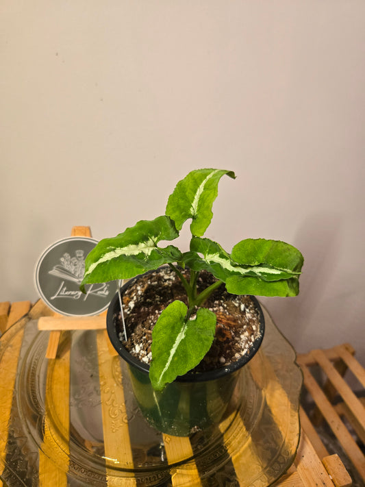 Syngonium Wendlandii