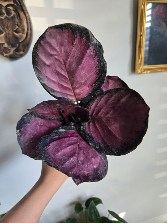 Calathea Rosie