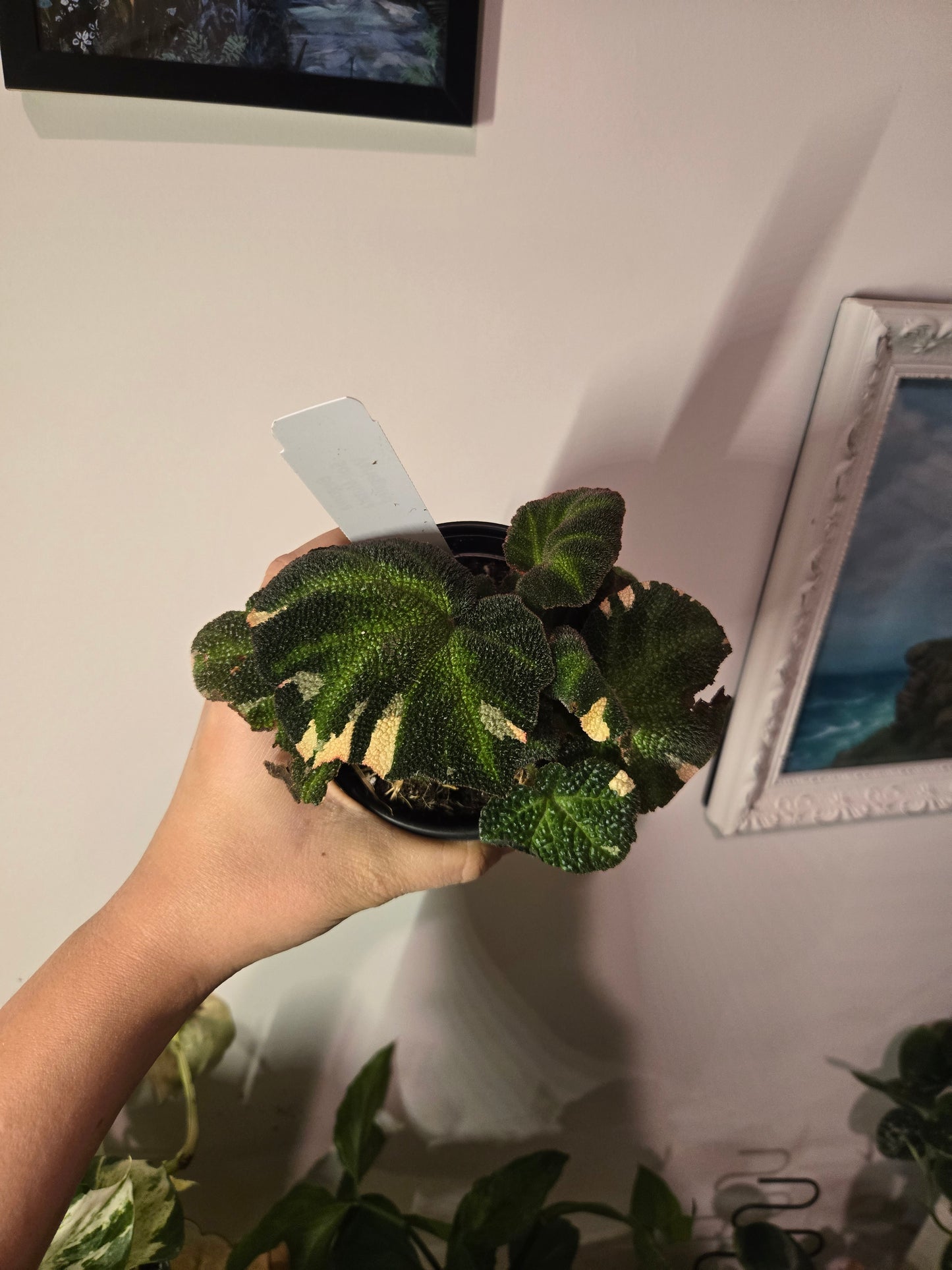 RARE Rex Begonia Variegated Soli Mutata