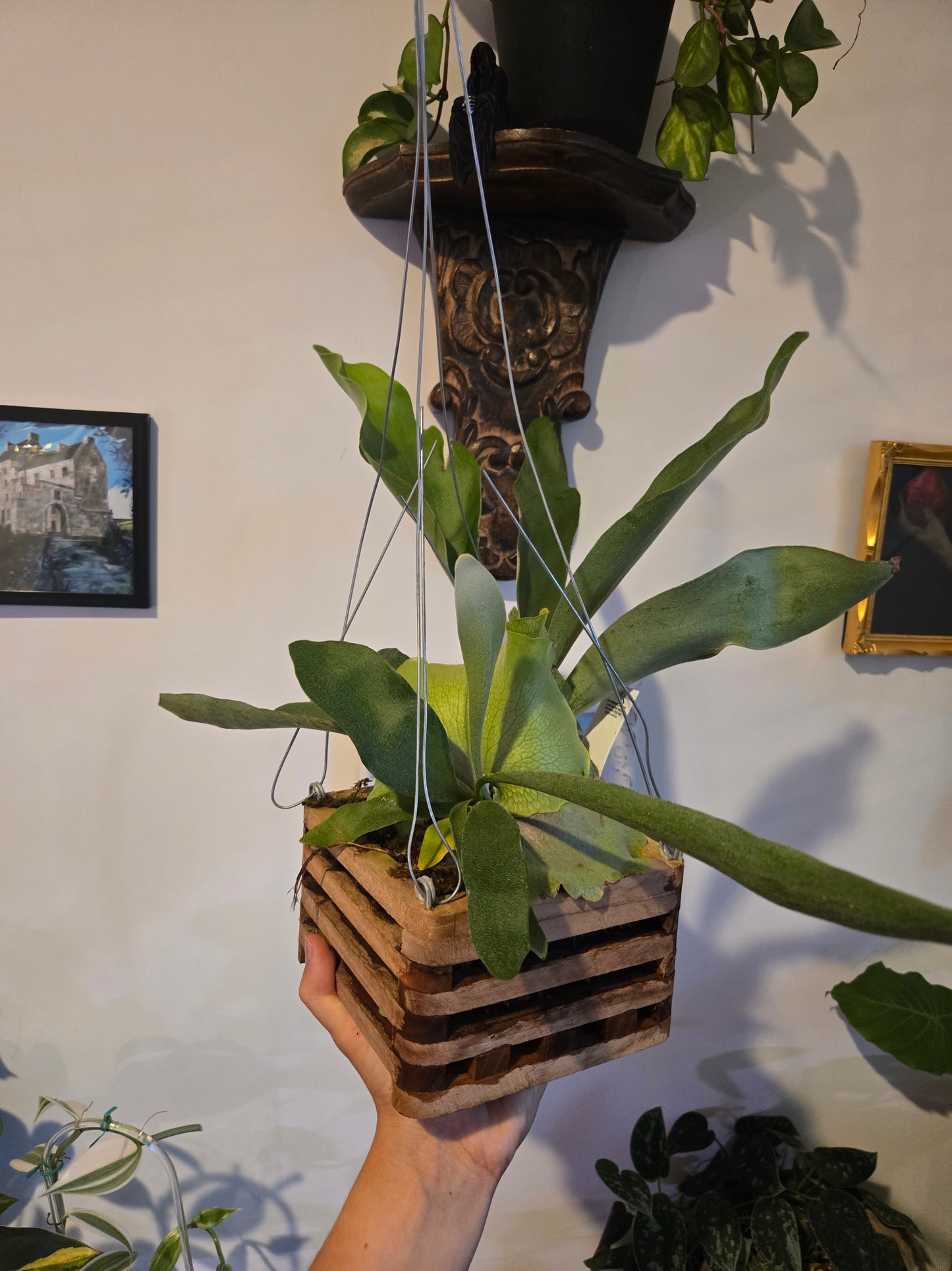Staghorn Fern In Mount
