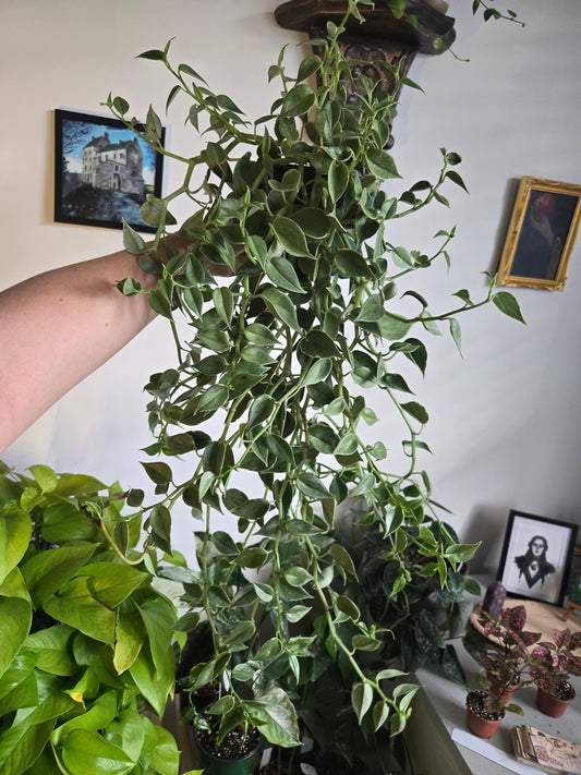 Peperomia Shandens
