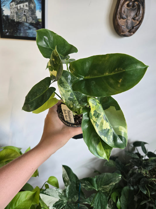 Philodendron Burle Marx Alba