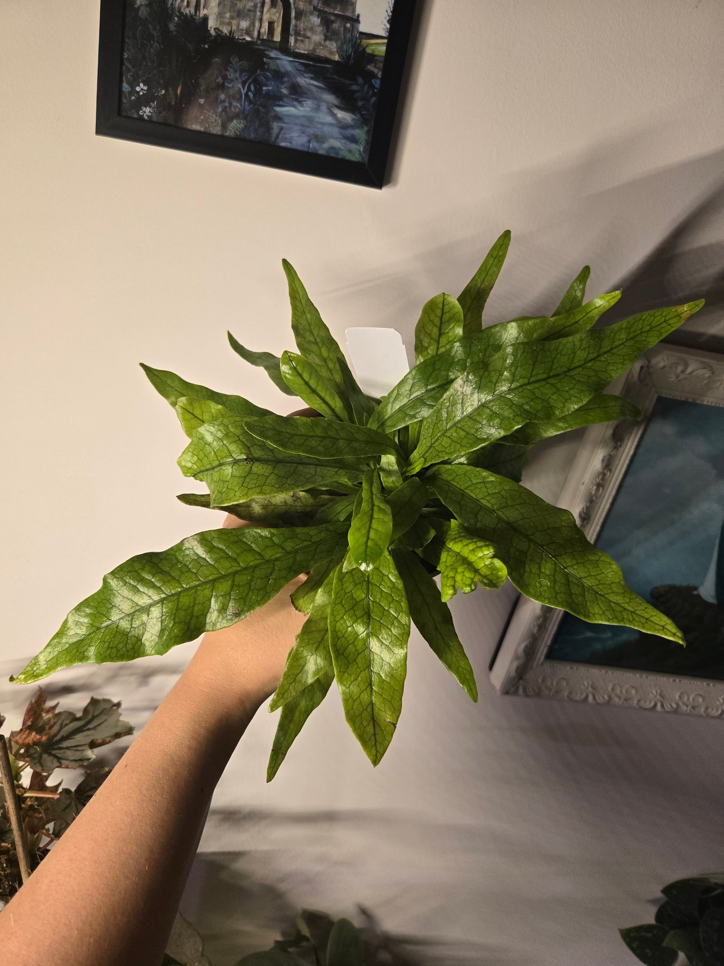 Crocodile Fern