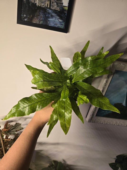 Crocodile Fern